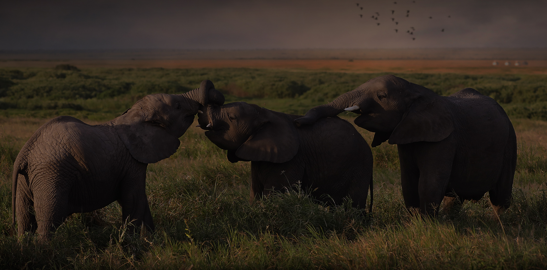 /admin/uploads/park/elephant.jpg