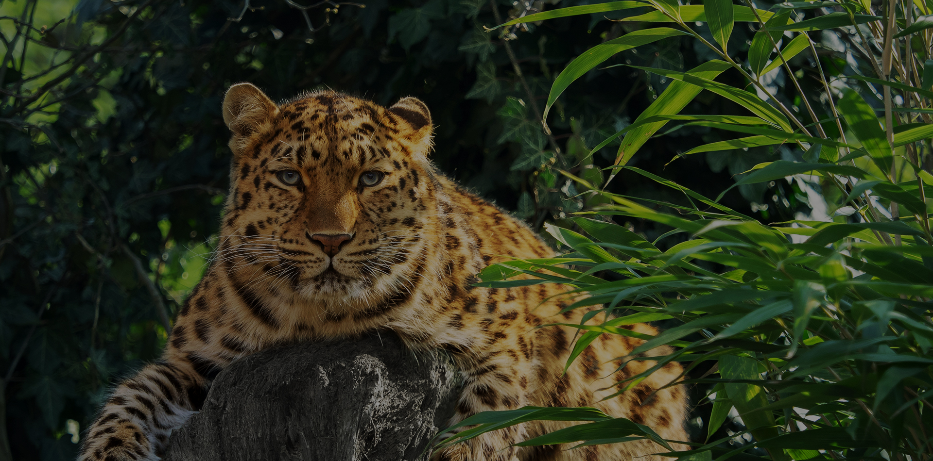 /admin/uploads/park/leopard.jpg