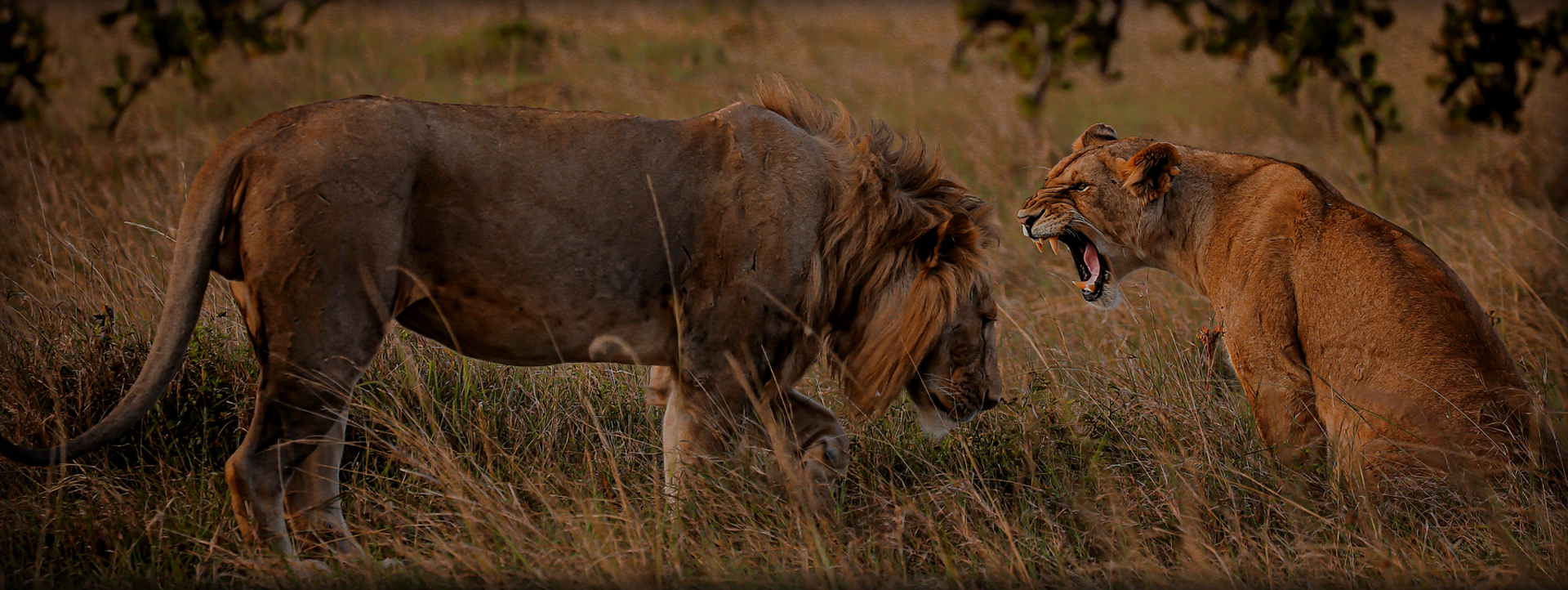 /admin/uploads/park/lion.jpg