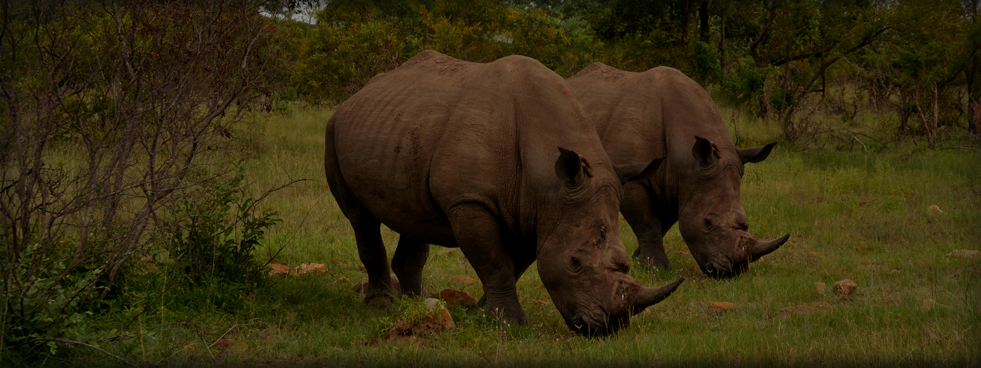 /admin/uploads/park/rhino.jpg