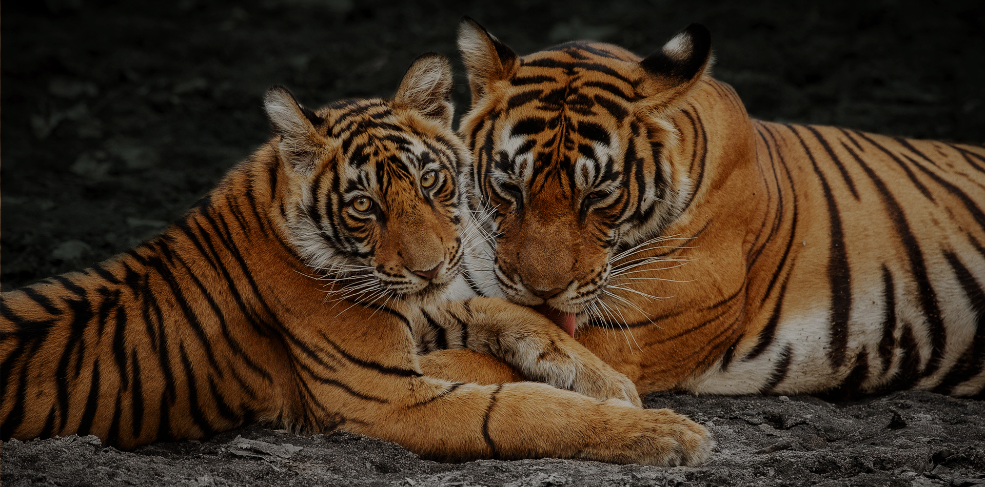 /admin/uploads/park/tiger.jpg