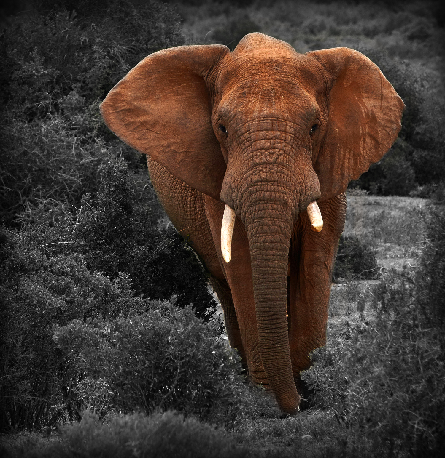 Manas Elephant