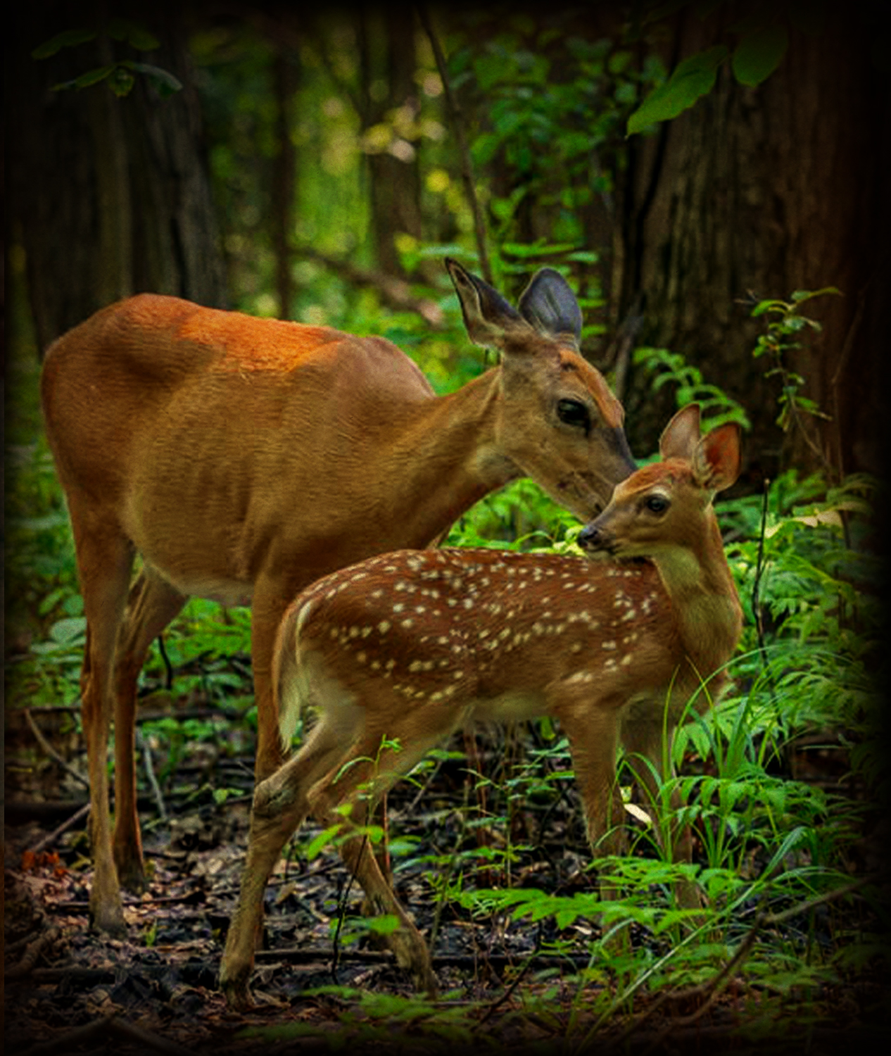 History of Sariska Park