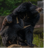 Chimpanzee top