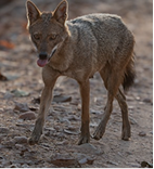 Jackal