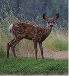 Spotted Deer