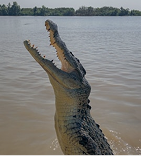 Crocodile top