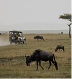 Safari Jeep