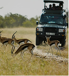 Wildebeest