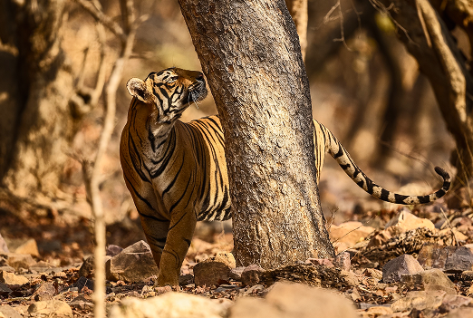 Bandhavgarh Tiger Safari Holiday Package