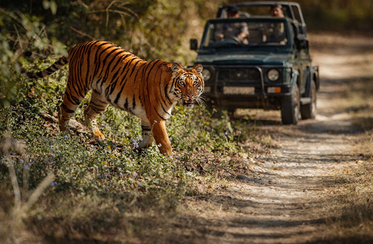 High Chance Tiger Sightings Tour Plan
