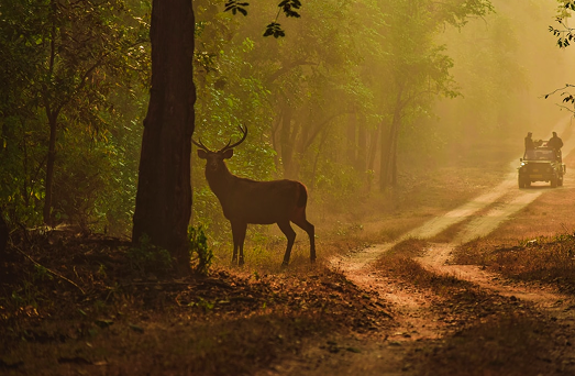 Best Package For Barasingha Sightings