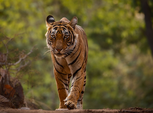 Kanha Forest And Wildlife Tour Package
