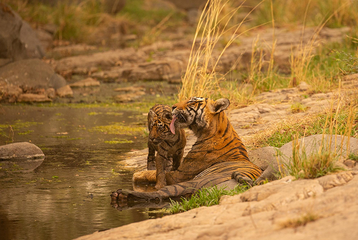 Panna Wildlife And Nature Package