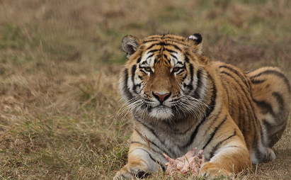 tiger