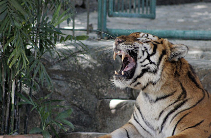 tiger