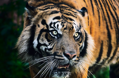 tiger
