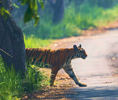 tiger