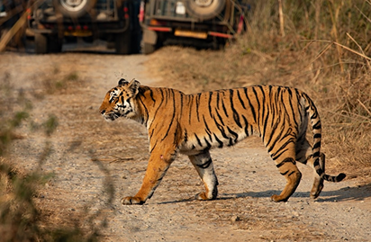 tiger