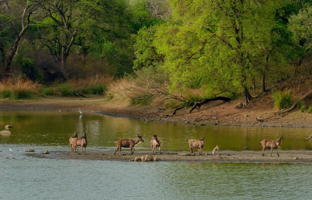 jungle safari tour packages in india